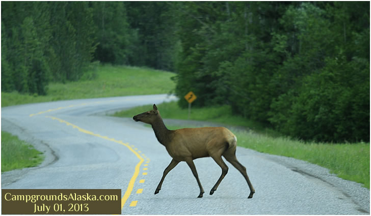 Elk crossing the Alaska Highway in Stone Mountain Provincial Park