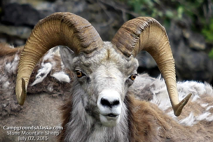 Stone Mountain Provincial Park is a great place to see the magnificent Stone Mountain Sheep like the one shown here.