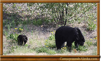 Alaska black bears are plentiful and dangerous anamals best kept at a distance.
