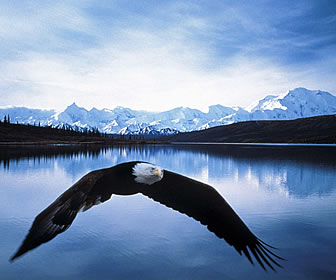 Alaska's Bald Eagles 