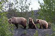 Alphabetical list of Campgrounds in Alaska. Bear photo by Mike Jameson of Kenai Alaska.
