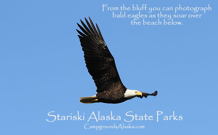 Eagle soaring along the bluff at Stariski Campground near Ninilchik Alaska.