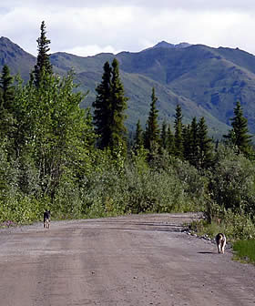 Nabesna Road is unpaved yet pretty well maintained for campers and smaller RVs.